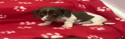 Miniature Dachshund dogs for sale: Beautiful rare piebald miniature dachshund puppies - Advert 6