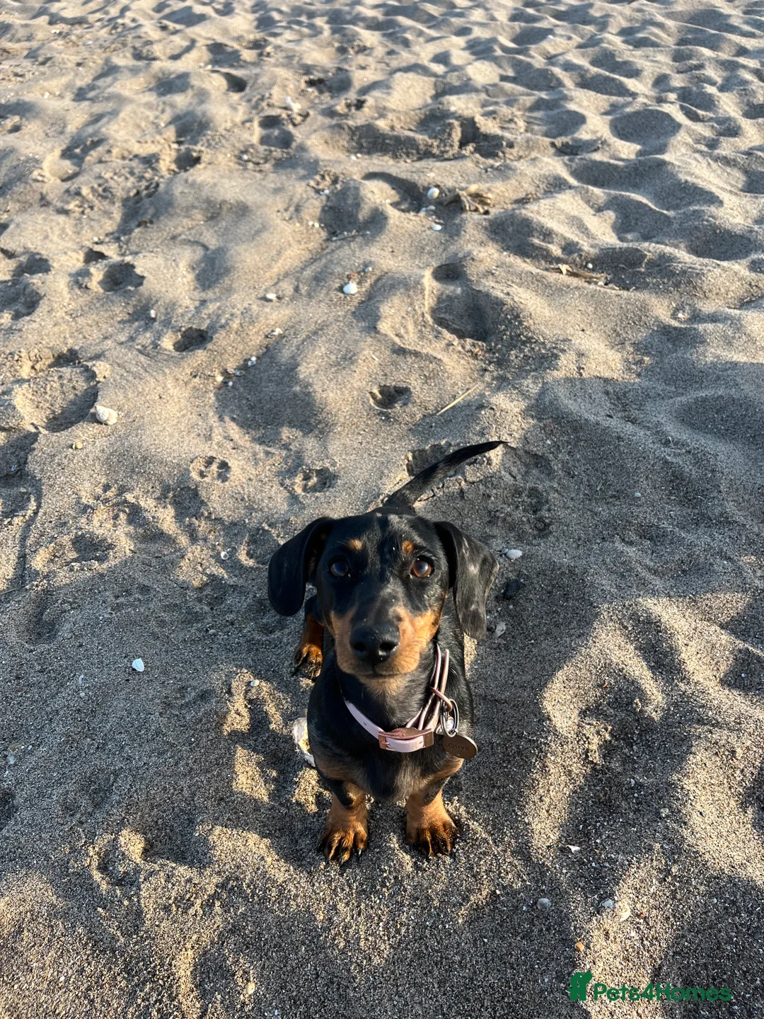 Miniature Dachshund dogs for sale: READY NOW KC Miniature Dachshunds  - Advert 2