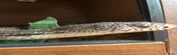 Snake reptiles for sale: Northen pine snake adult  in Bolton - Advert 1