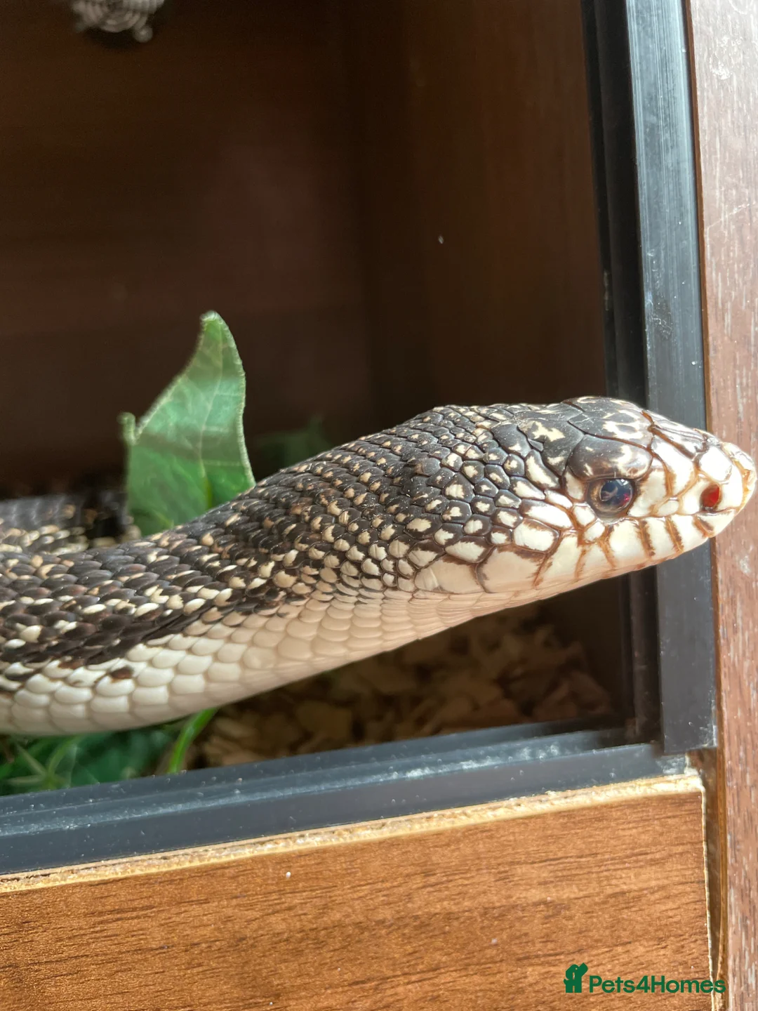 Snake reptiles for sale: Northen pine snake adult  in Bolton - Advert 1