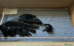 Staffordshire Bull Terrier dogs for sale: Gorgeous Black Boy available from this litter!  - Image 18