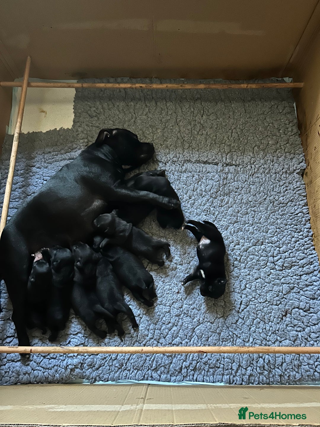 Staffordshire Bull Terrier dogs for sale: Gorgeous Black Boy available from this litter!  - Image 18