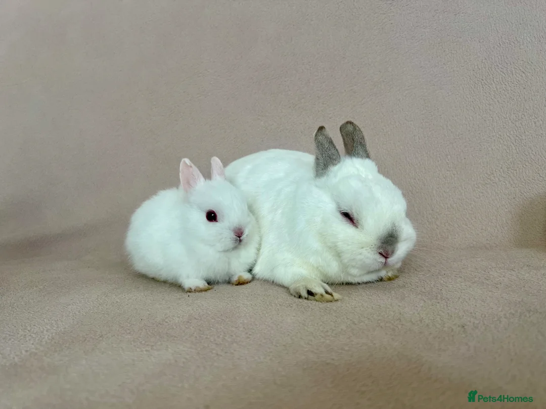 Netherland Dwarf rabbits for sale: White Netherland Dwarf Babies - Advert 23
