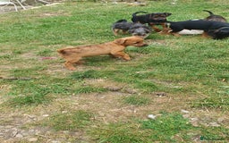 Mixed Breed dogs for sale: Lakeland /Parson bitch puppy - Image 9