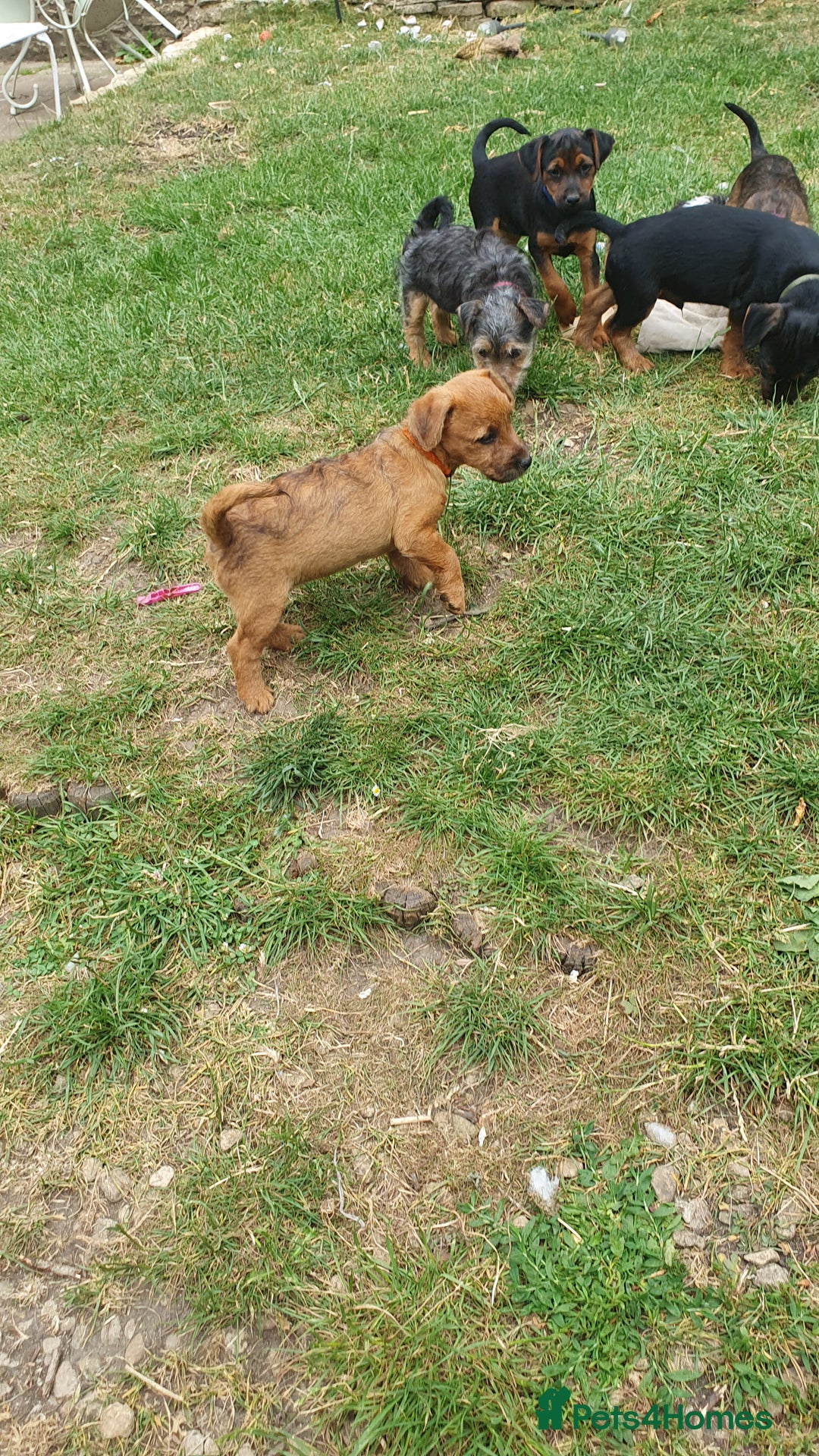 Mixed Breed dogs for sale: Lakeland /Parson bitch puppy - Image 9