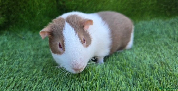 Guinea Pig rodents - Advert 18