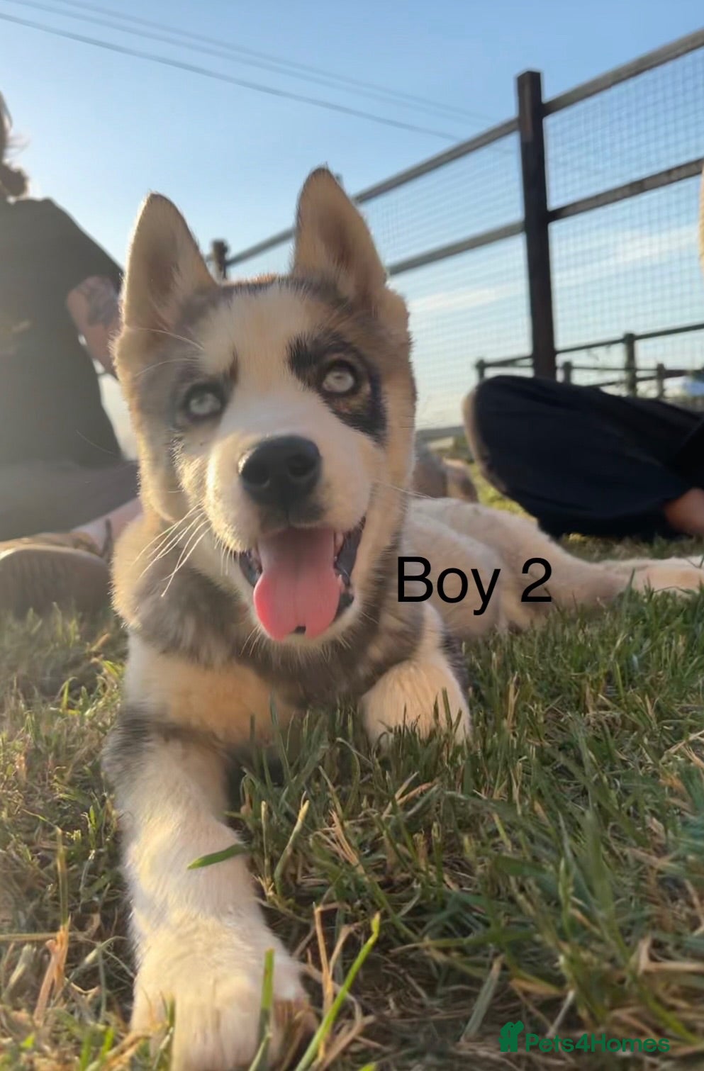 Siberian Husky dogs 3 Stunning Male Pups - Advert 1