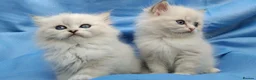 Siberian cats for sale: Pure Siberian Kittens For Sale  - Advert 11