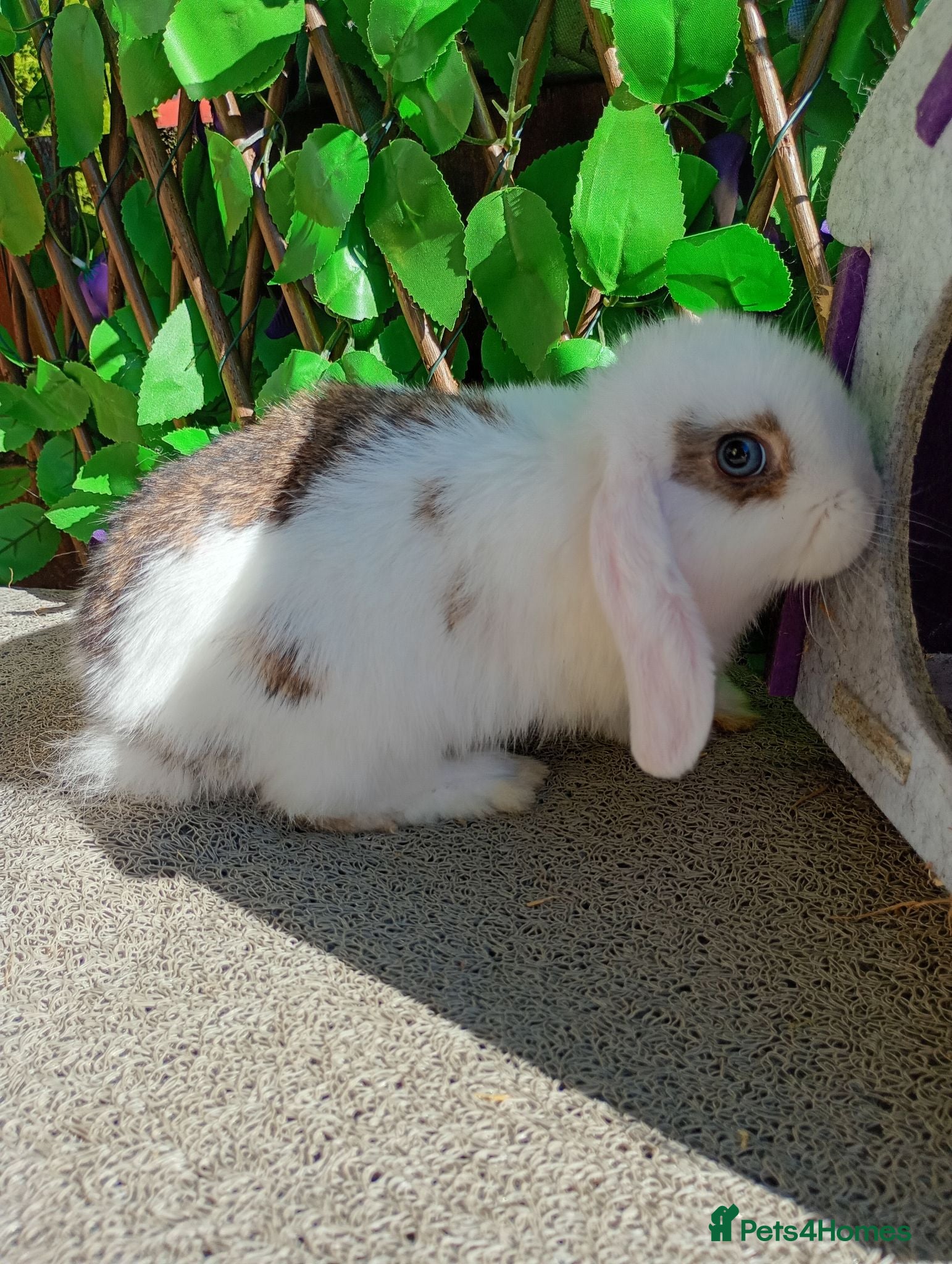 Mini Lop rabbits Mini lop ready now (They are not 6 weeks) - Advert 14