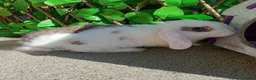 Mini Lop rabbits for sale: Mini lop - Advert 3