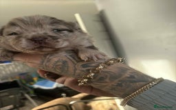 Chow Chow dogs for sale: Rare Chow chow puppies - Image 29