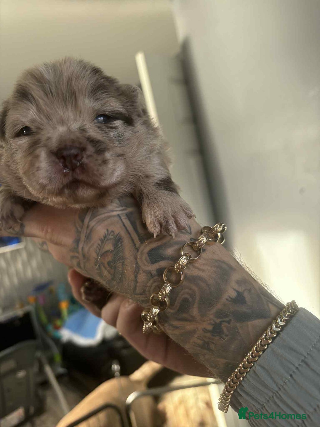 Chow Chow dogs for sale: Rare Chow chow puppies - Image 29