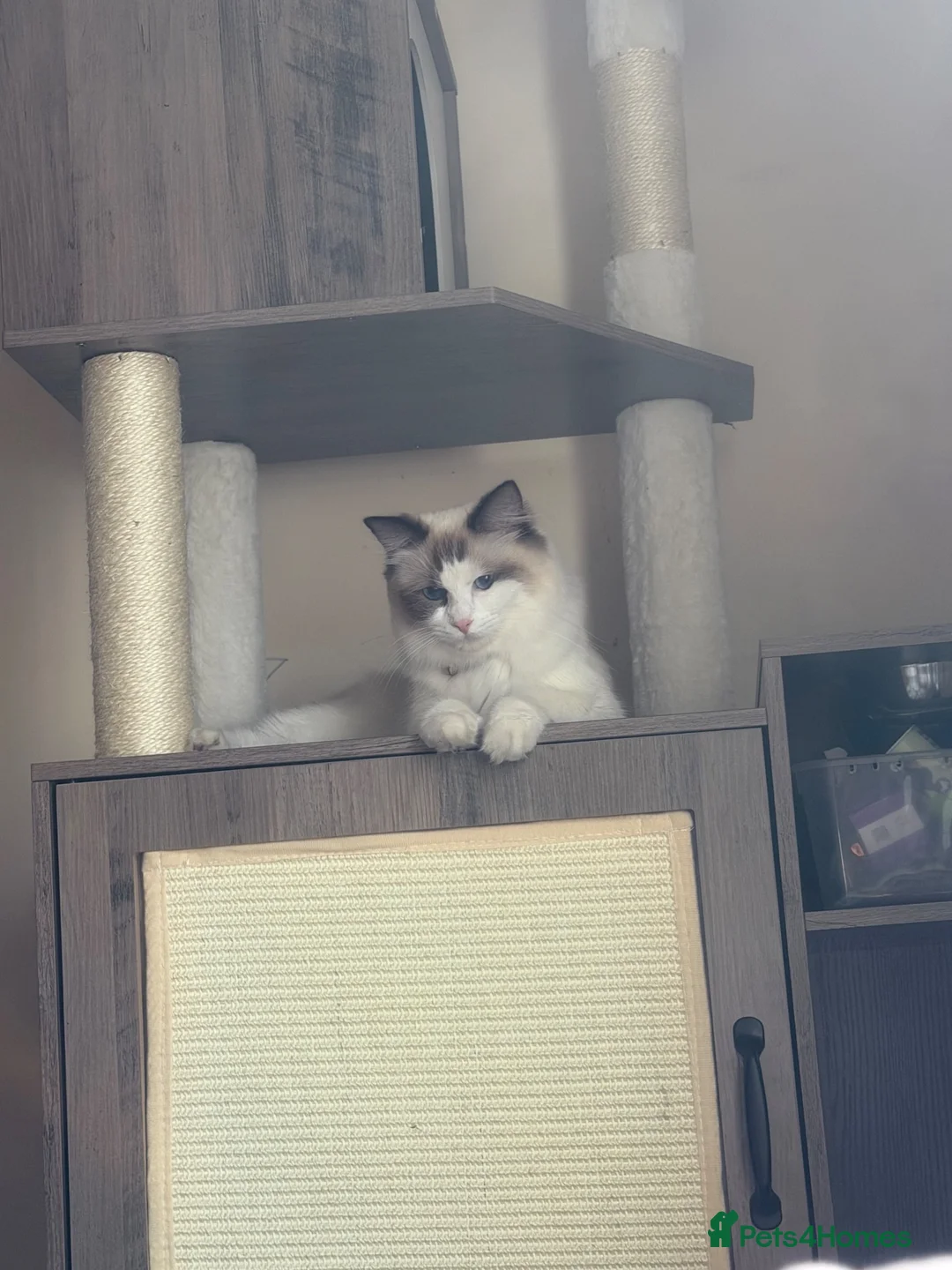 Ragdoll cats for sale: Ragdoll cat - Advert 2