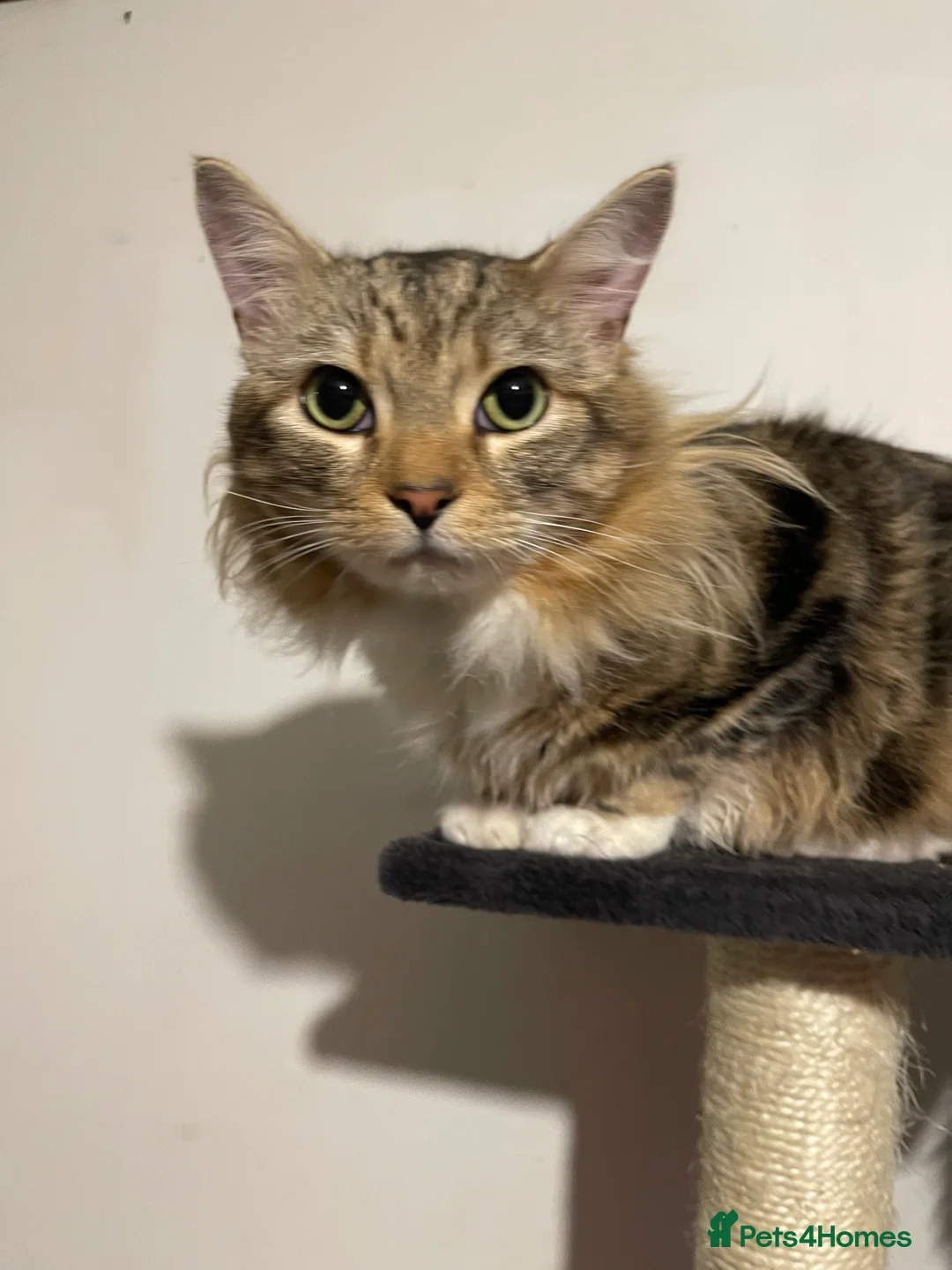 Maine Coon cats for sale: Maine coon x Siberian in Waltham Cross - Advert 1