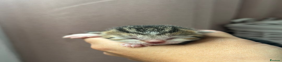 Mixed Breed Kitten 6 - PINK 🩷