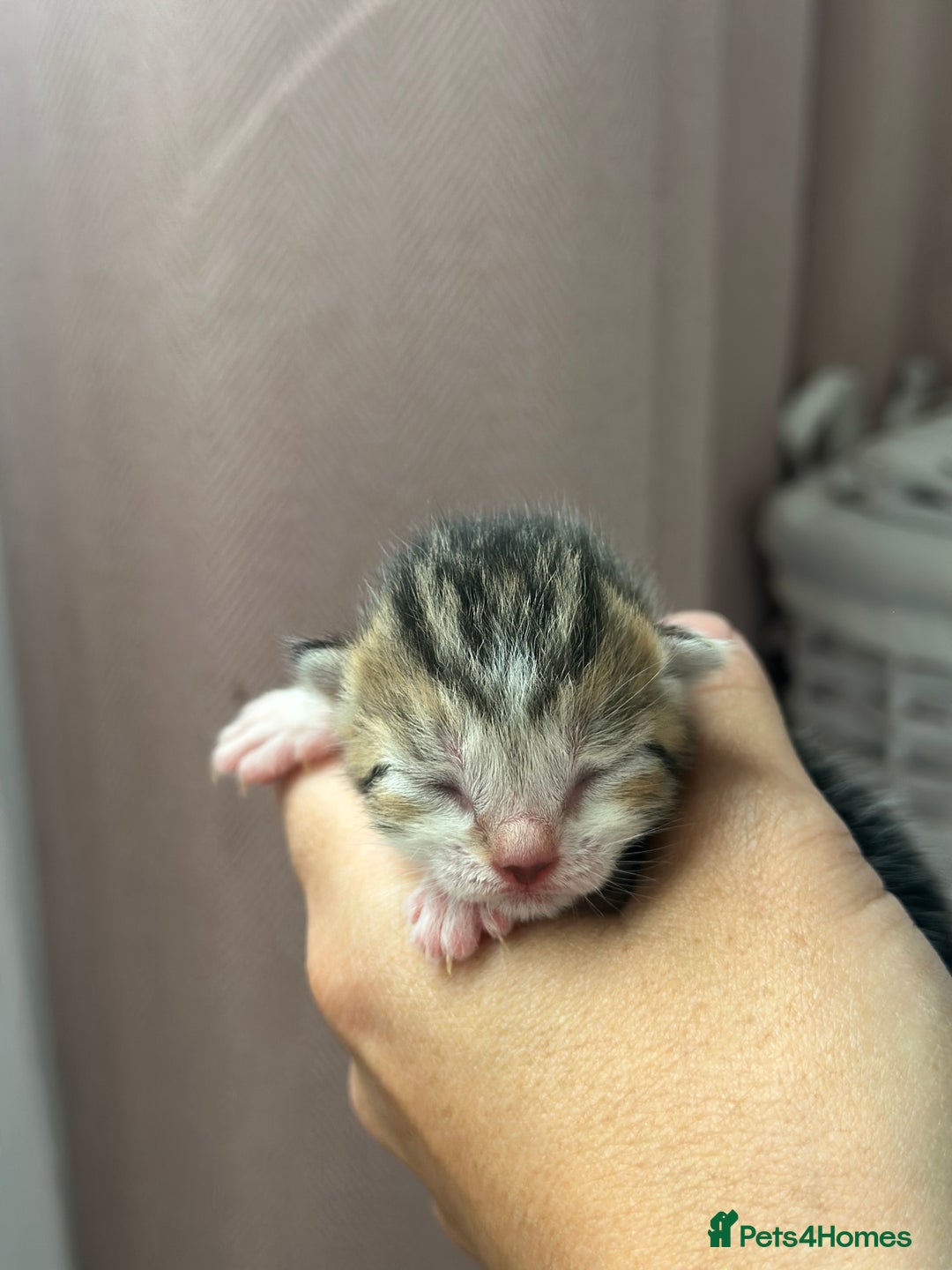 Mixed Breed cats for sale: Beautiful Tabby Kittens For Sale  - Image 7