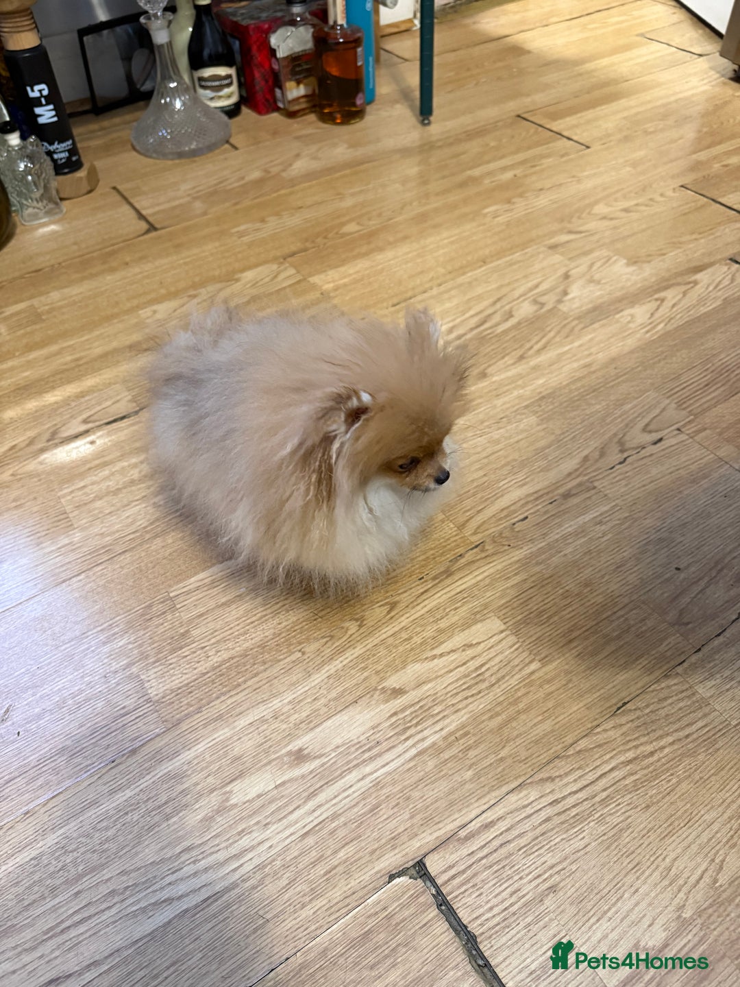 Pomeranian dogs for sale: Mini Pomeranian  - Advert 4