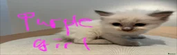 Ragdoll cats for sale: GCCF mom’s pure ragdoll kittens sale in London  - Advert 18