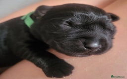 Labrador Retriever dogs for sale: Labrador Puppies for sale pedigree  - Image 28