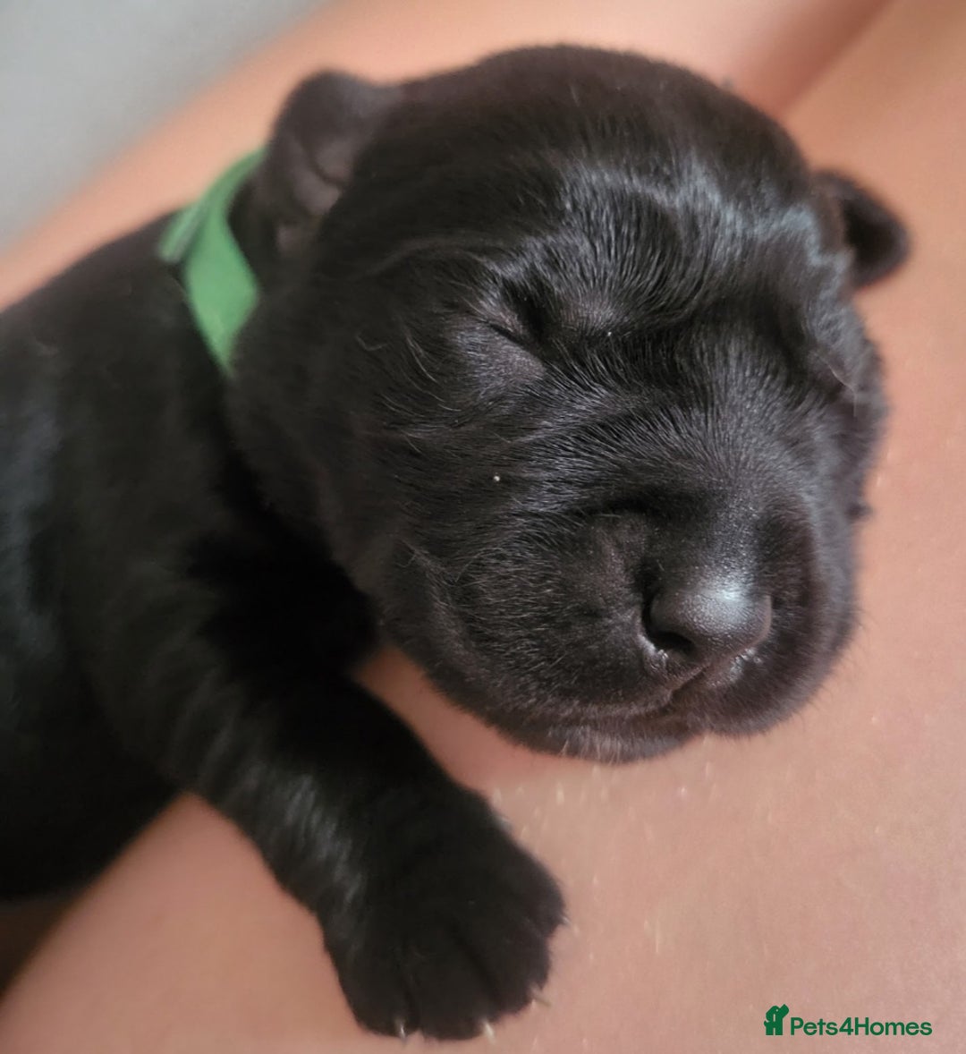 Labrador Retriever dogs for sale: Labrador Puppies for sale pedigree  - Image 28