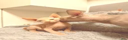 Sphynx cats for sale: 😍TWO SPHYNX VOYS😍 - Advert 6