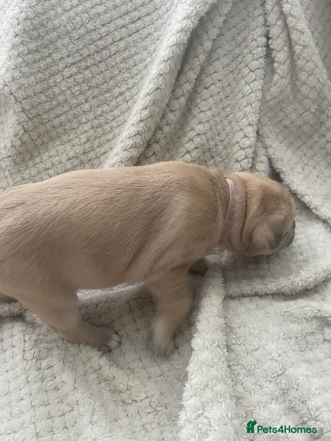 Jug dogs for sale: Jug puppies for sale 4 boys 2 girls 5 weeks old - Advert 18