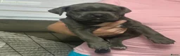 Cane Corso dogs for sale: Cane corso pups in Johnstone - Advert 13