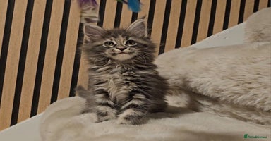 Maine Coon cats - Advert 7