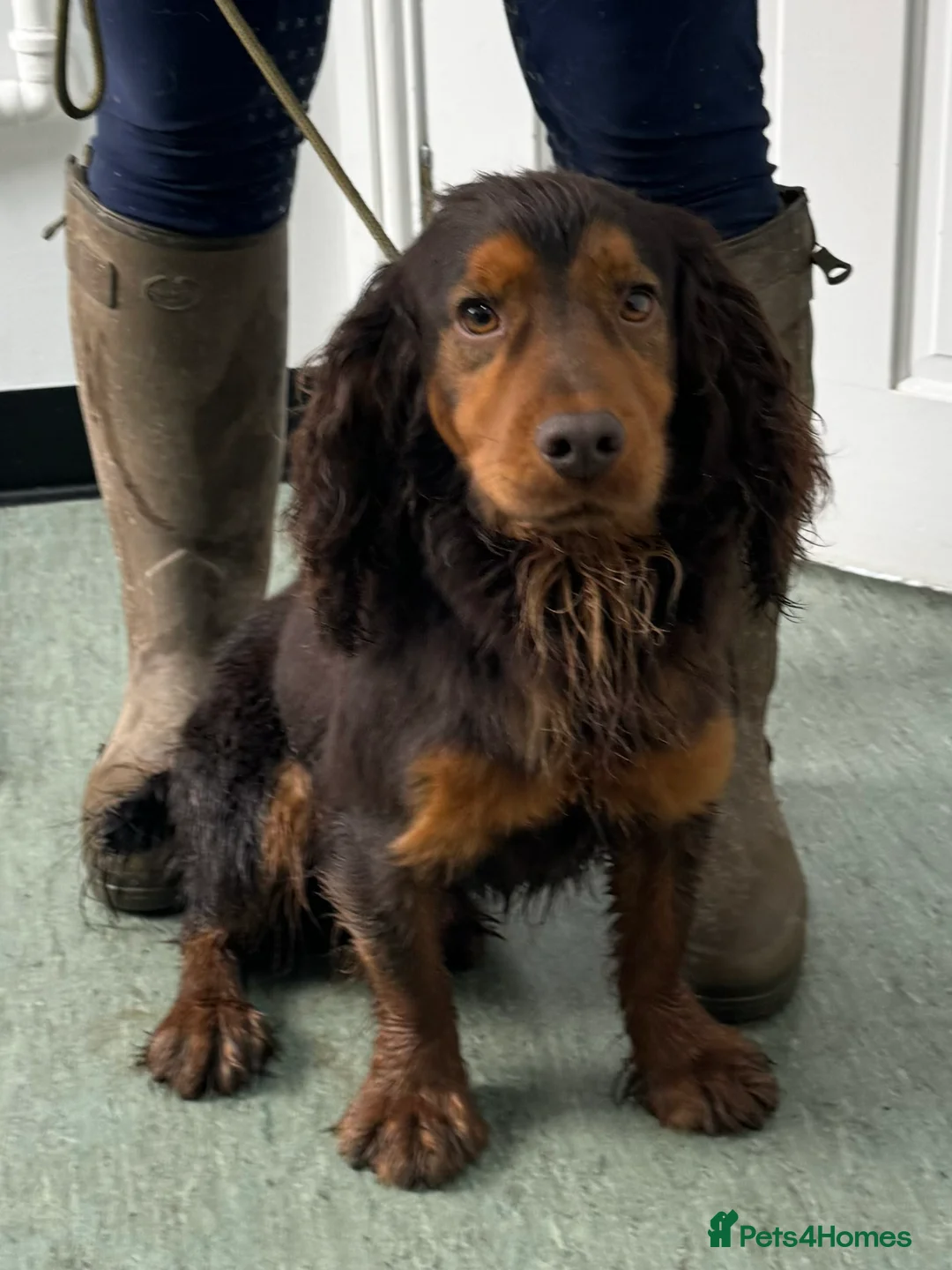 Cocker Spaniel dogs for stud: Stunning Chocolate & Tan Cocker Proven Stud in Burton-on-Trent - Advert 2