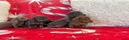 Dachshund dogs for sale: Beautiful Dachunds ready from 23rd December  - Advert 8