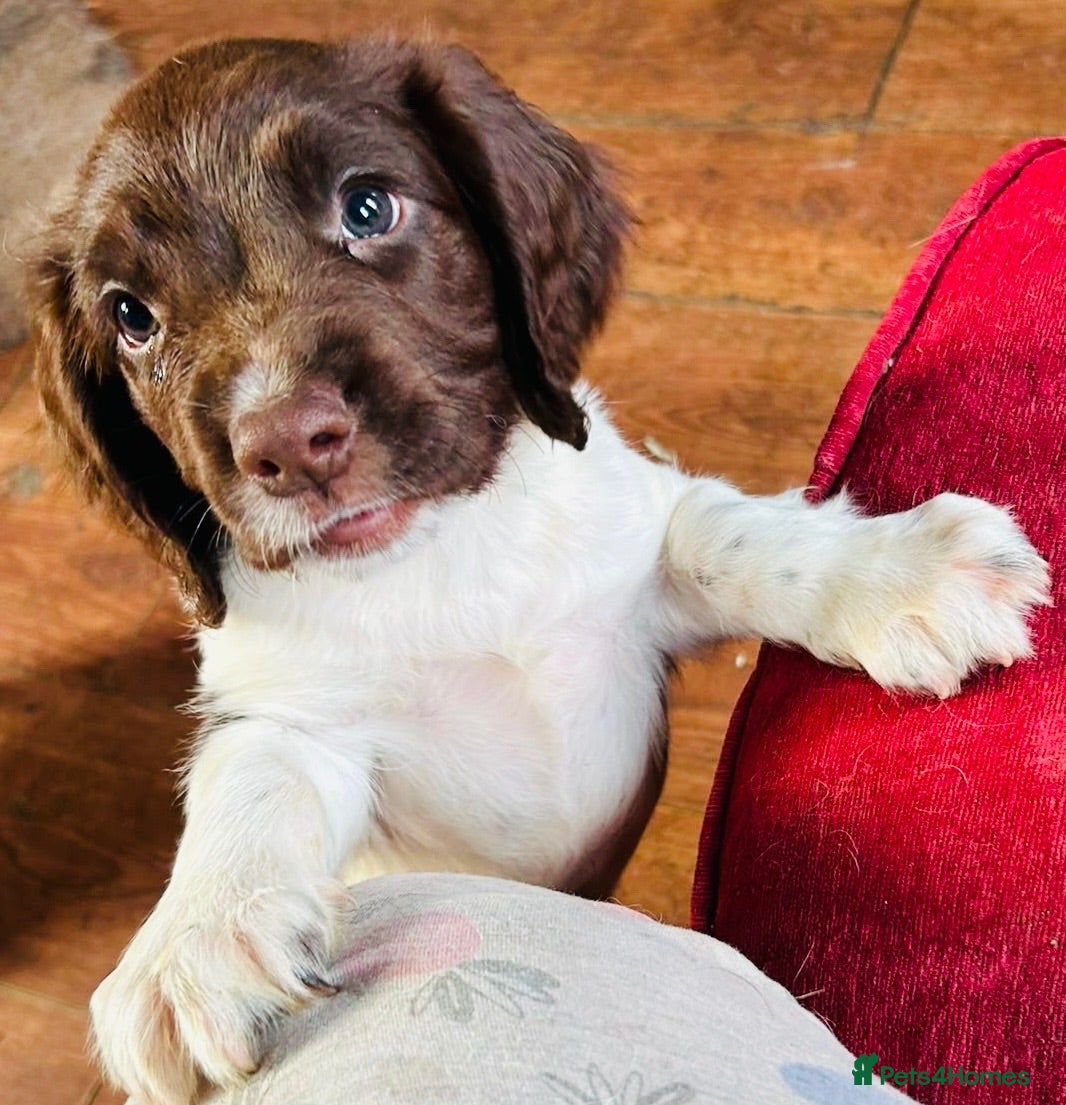 English Springer Spaniel dogs English Springer Spaniel Puppies For Sale - Advert 2