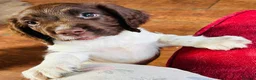 English Springer Spaniel dogs for sale: English Springer Spaniel Puppies For Sale - Advert 2
