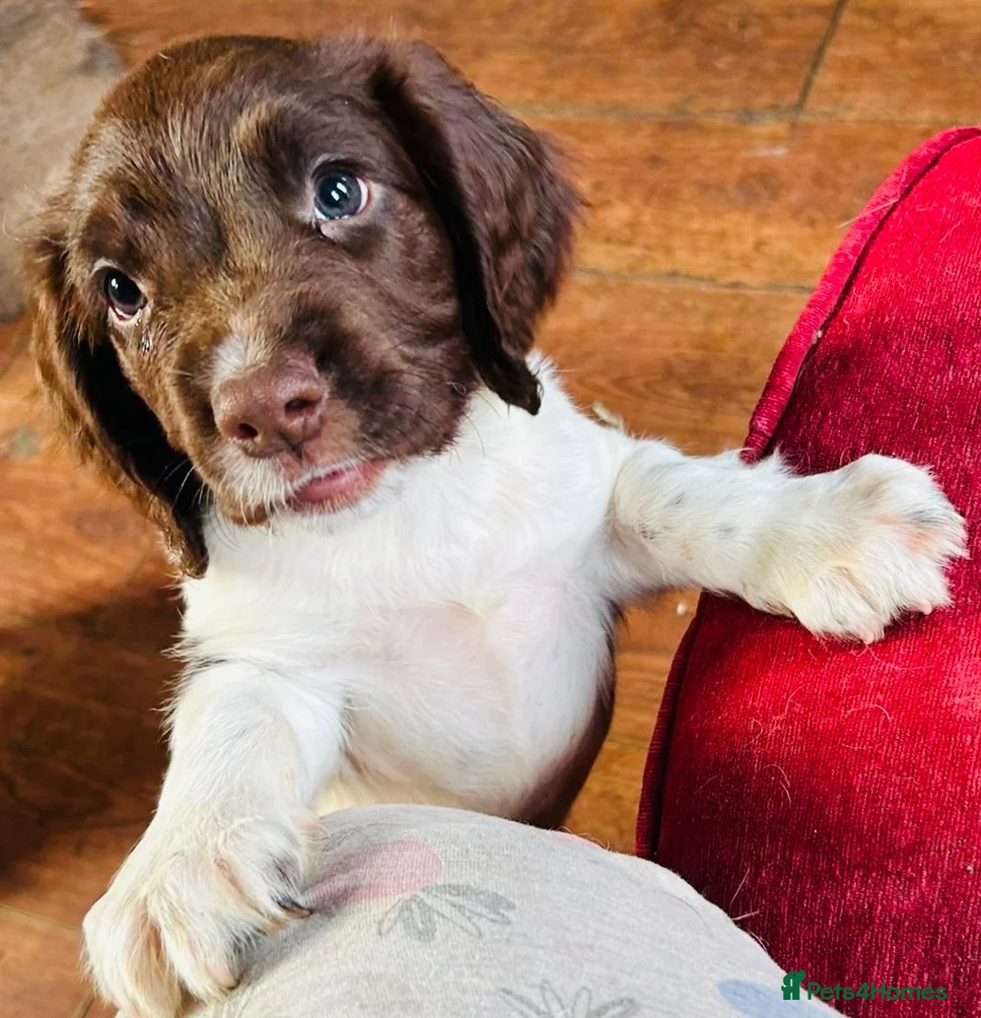 English Springer Spaniel dogs for sale: English Springer Spaniel Puppies For Sale - Advert 2
