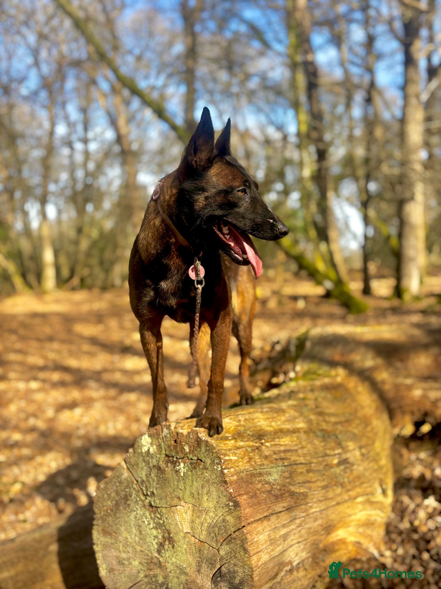 Belgian Shepherd Dog dogs Cairo  - Advert 1