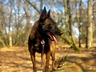 Belgian Shepherd Dog dogs Cairo - Advert 1
