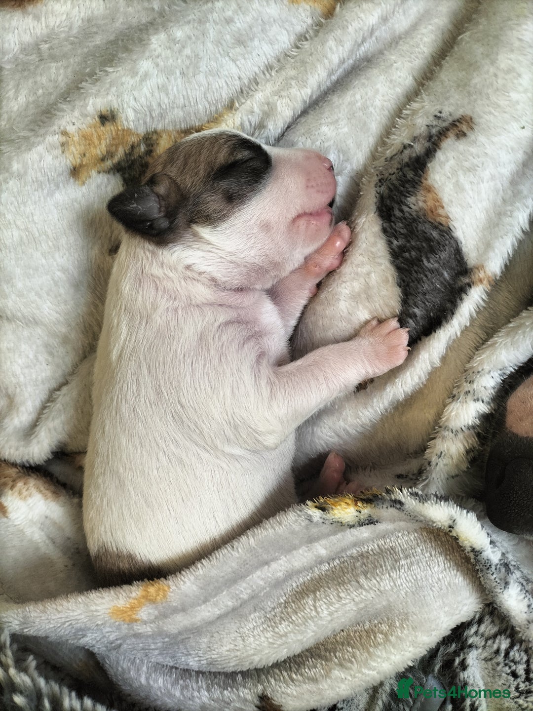 Mixed Breed dogs for sale: Cute litter of puppies  - Image 3
