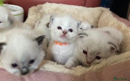 Ragdoll cats for sale: 🐾 GCCF Pedigree ragdolls🐾 - Image 4