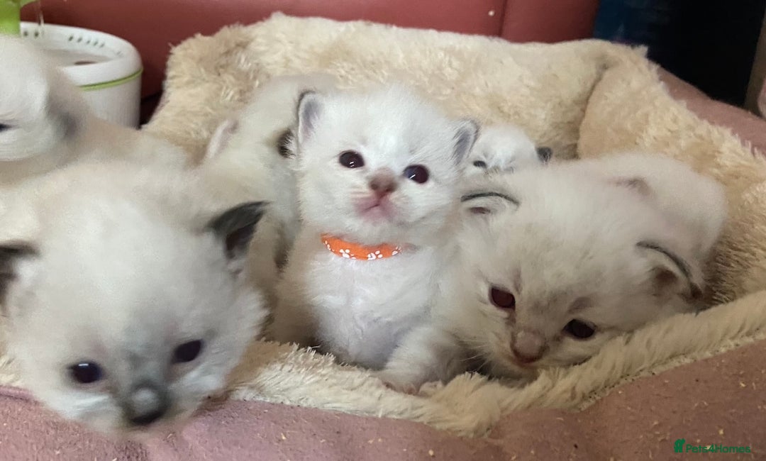 Ragdoll cats for sale: 🐾 GCCF Pedigree ragdolls🐾 - Image 4
