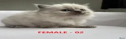 Ragdoll cats for sale: GCCF RAGDOLLS AVAILABLE in Bridgwater - Advert 6