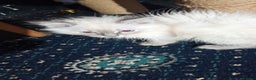 Ragdoll cats for sale: Beautiful full ragdoll kittens £695 - Advert 34