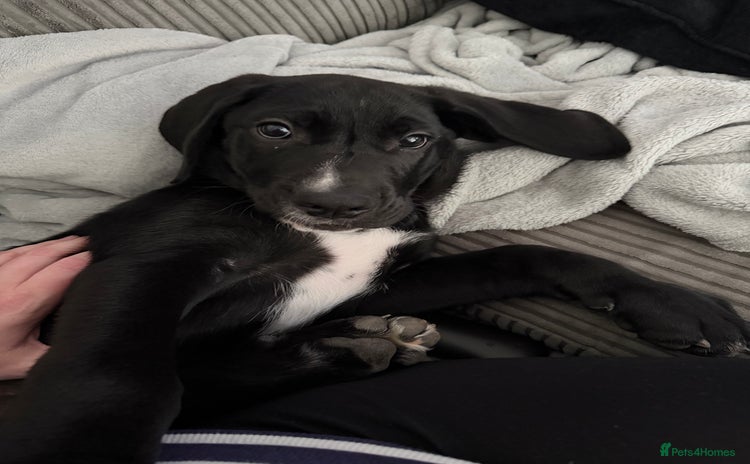 Mixed Breed dogs - Advert 5