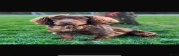 Cocker Spaniel dogs for sale: Cocker Spaniel litter due 13th may in Colwyn Bay - Advert 4