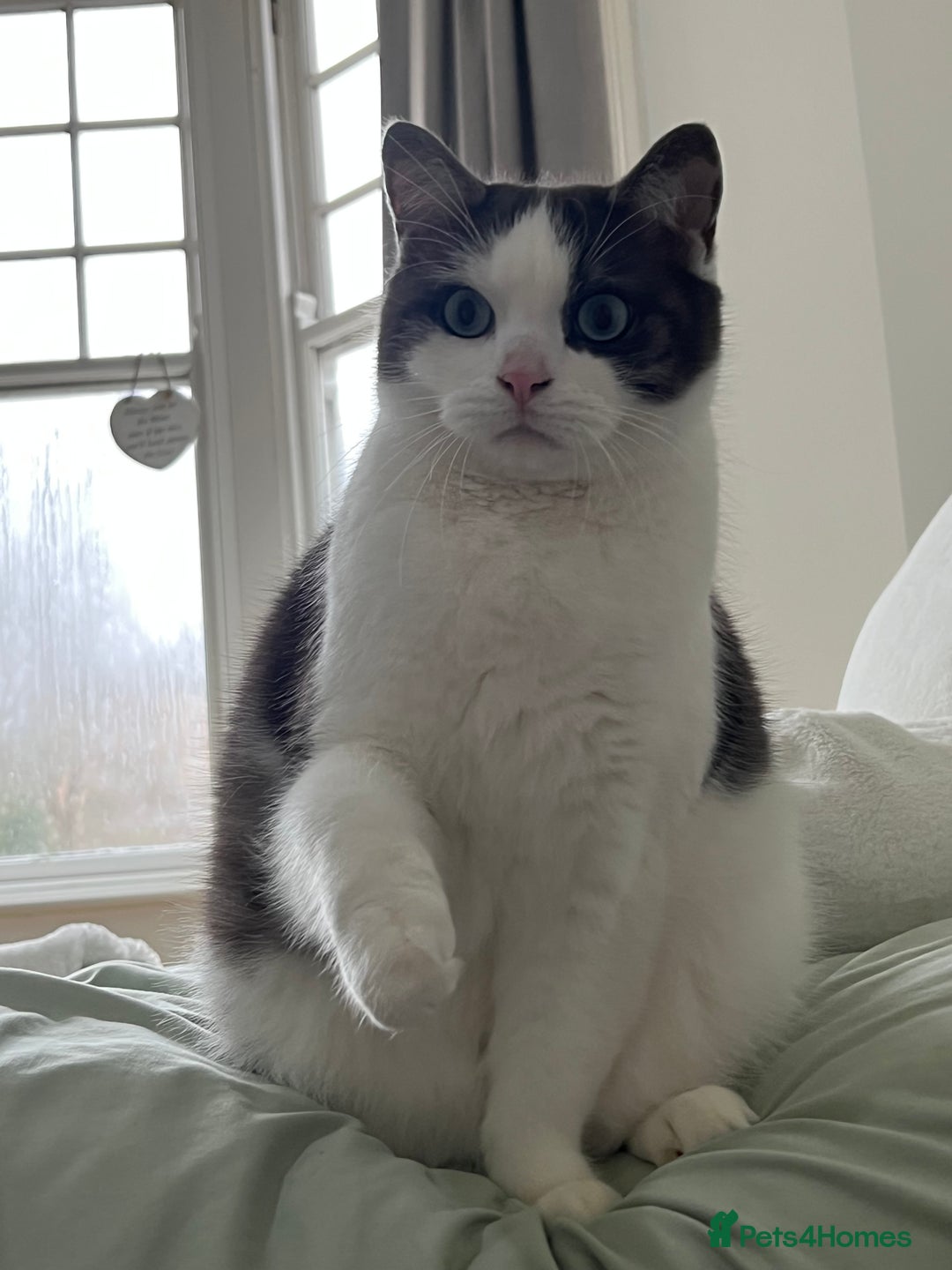 Snowshoe cats for sale: Sprout 🤍 - Advert 5