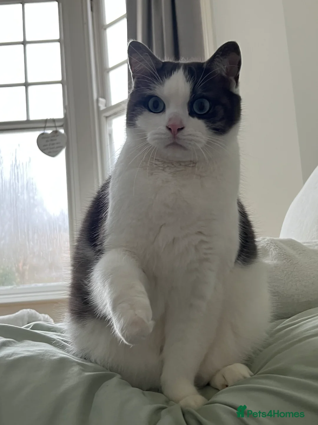 Snowshoe cats for sale: Sprout 🤍 - Advert 5