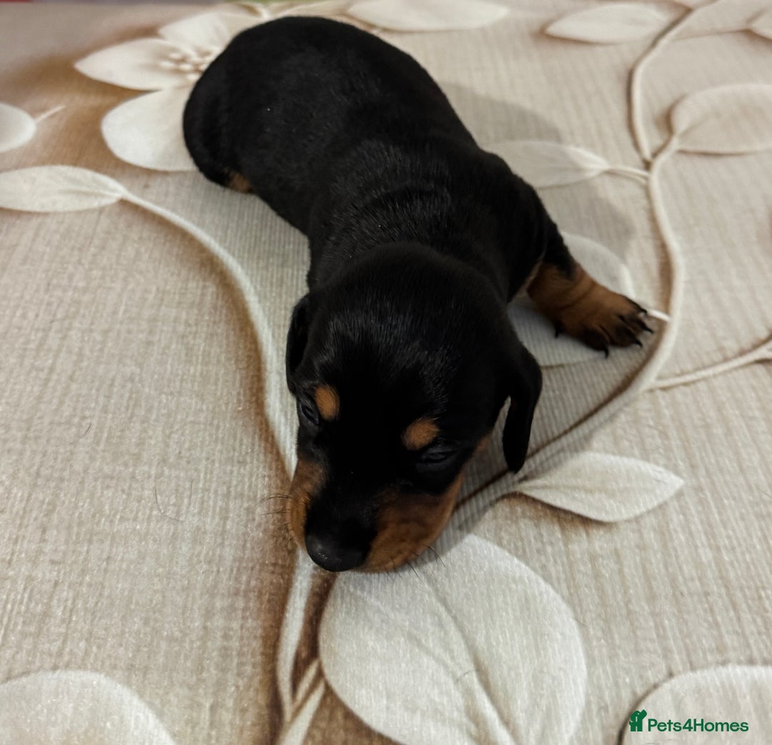 Dachshund dogs for sale: Pedigree Dachshund puppies PRA clear health tested - Image 14