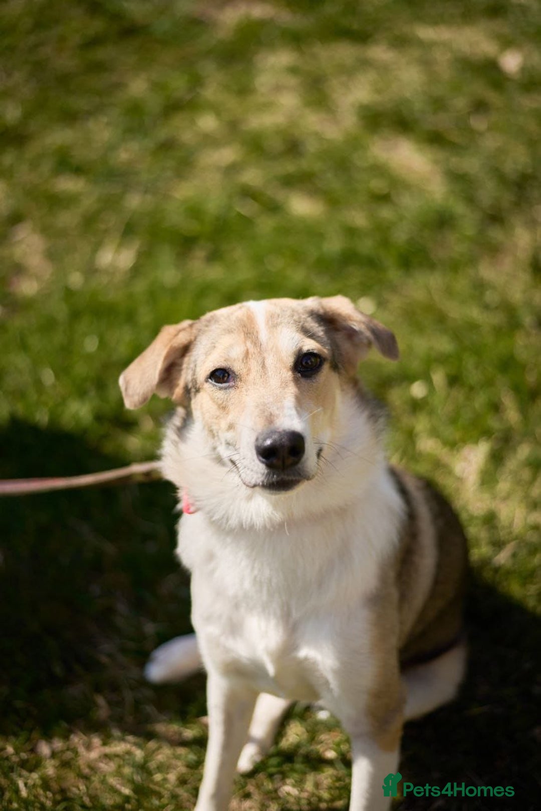 Mixed Breed dogs for adoption: 💖🐶 NINA 🐶💖 - Image 33