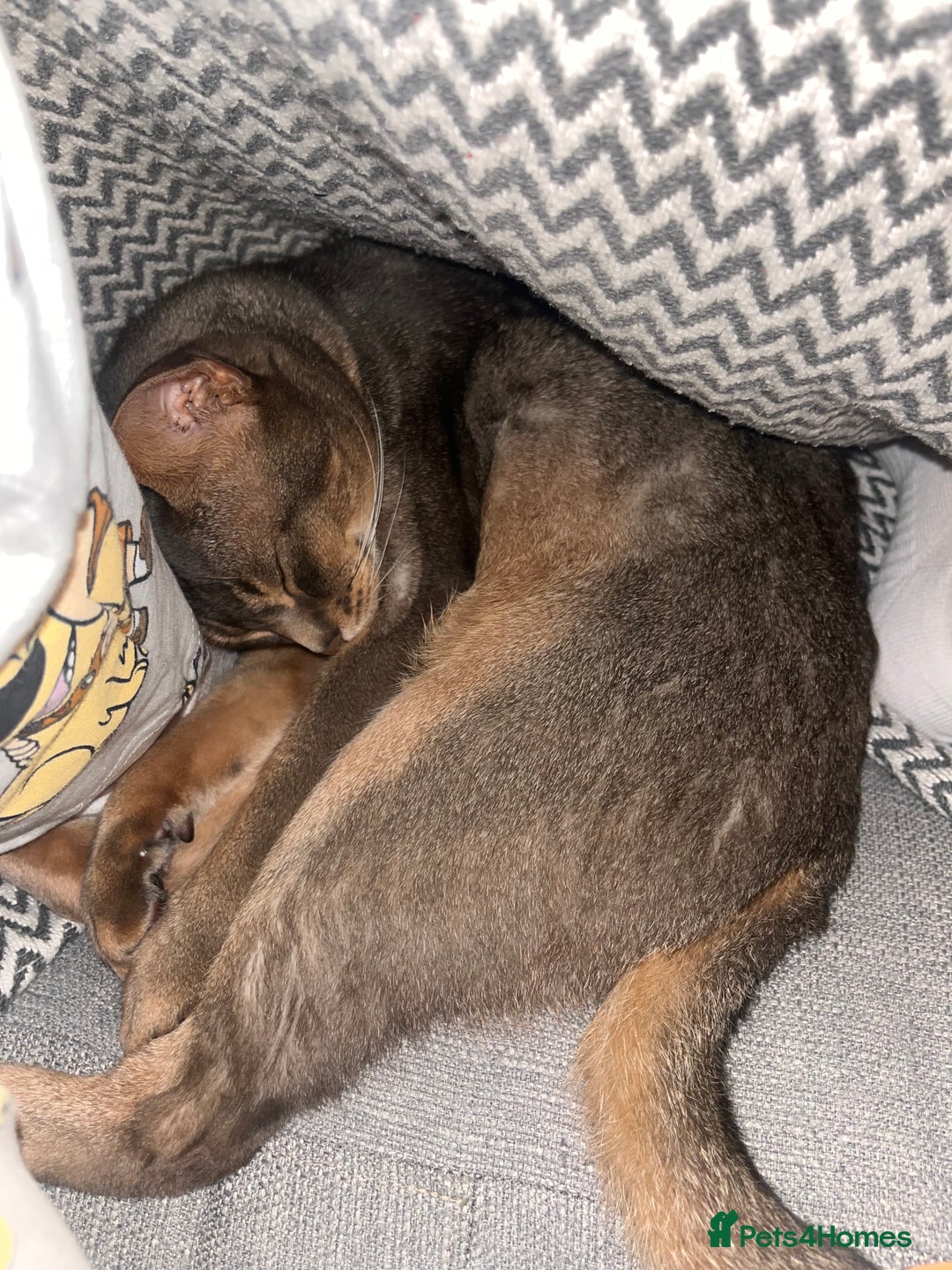 Abyssinian cats for sale: Loving Home Wanted for Our Abyssinian Boy, Yoda - Advert 17