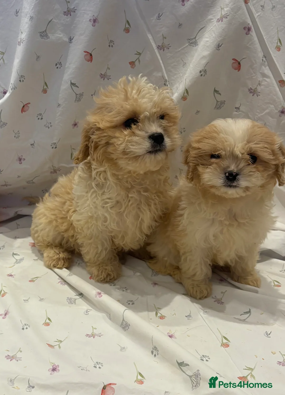 Cavapoo dogs for sale: Extensively health tested Stunning Cavapoo boys - Advert 3