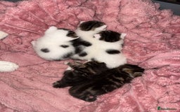 Mixed Breed cats for sale: Tabby and white kittens  - Image 2