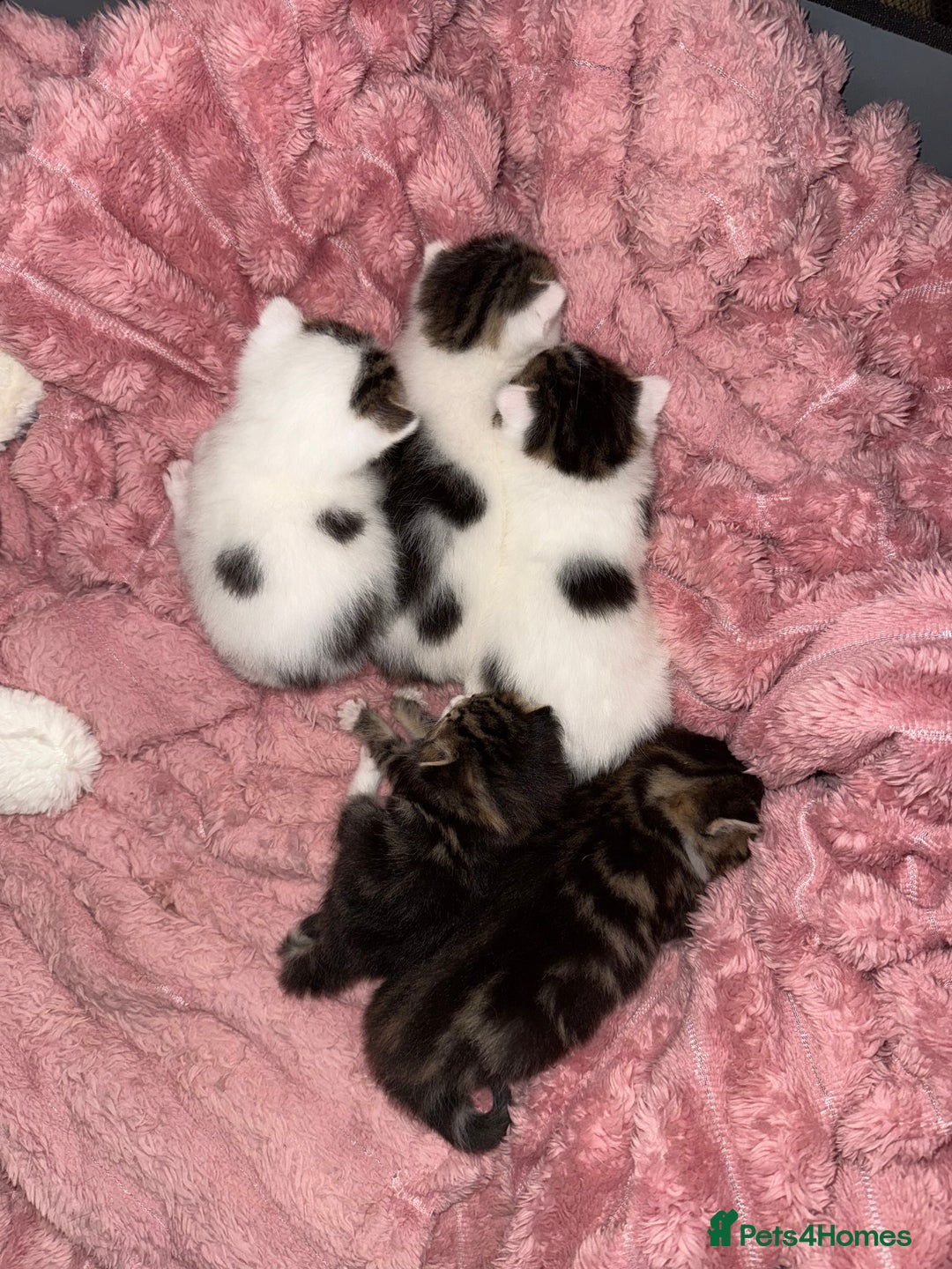 Mixed Breed cats for sale: Tabby and white kittens  - Image 2